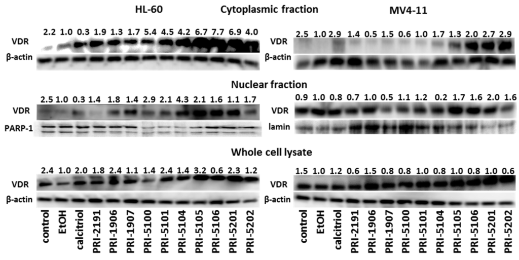 Ijms 16 24873 g005 1024