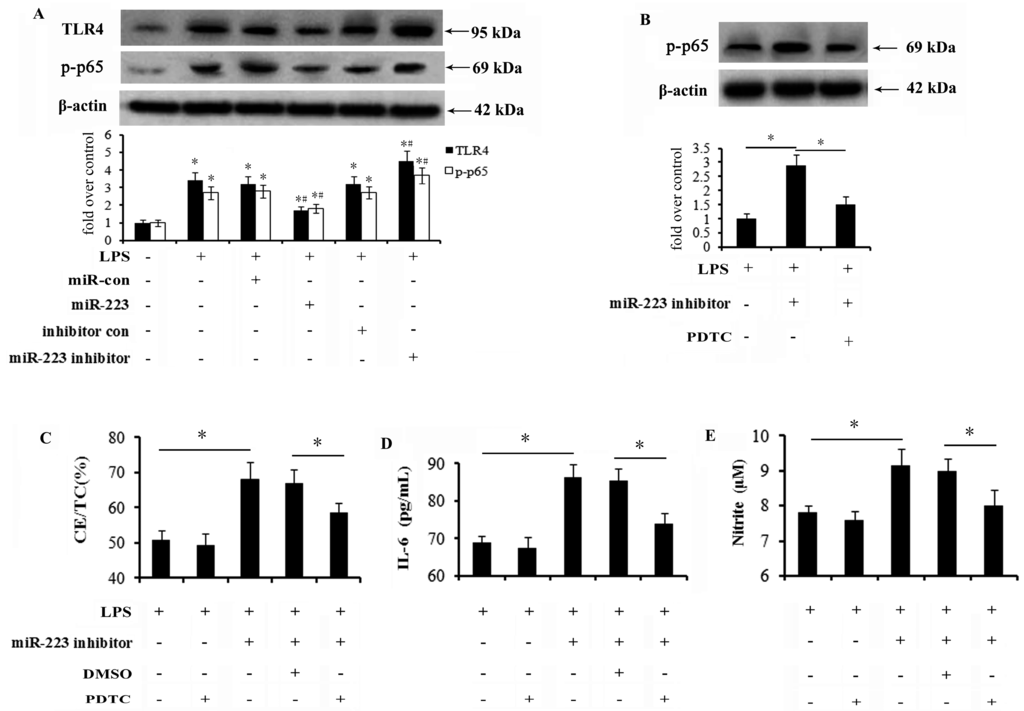 Ijms 16 24965 g005 1024