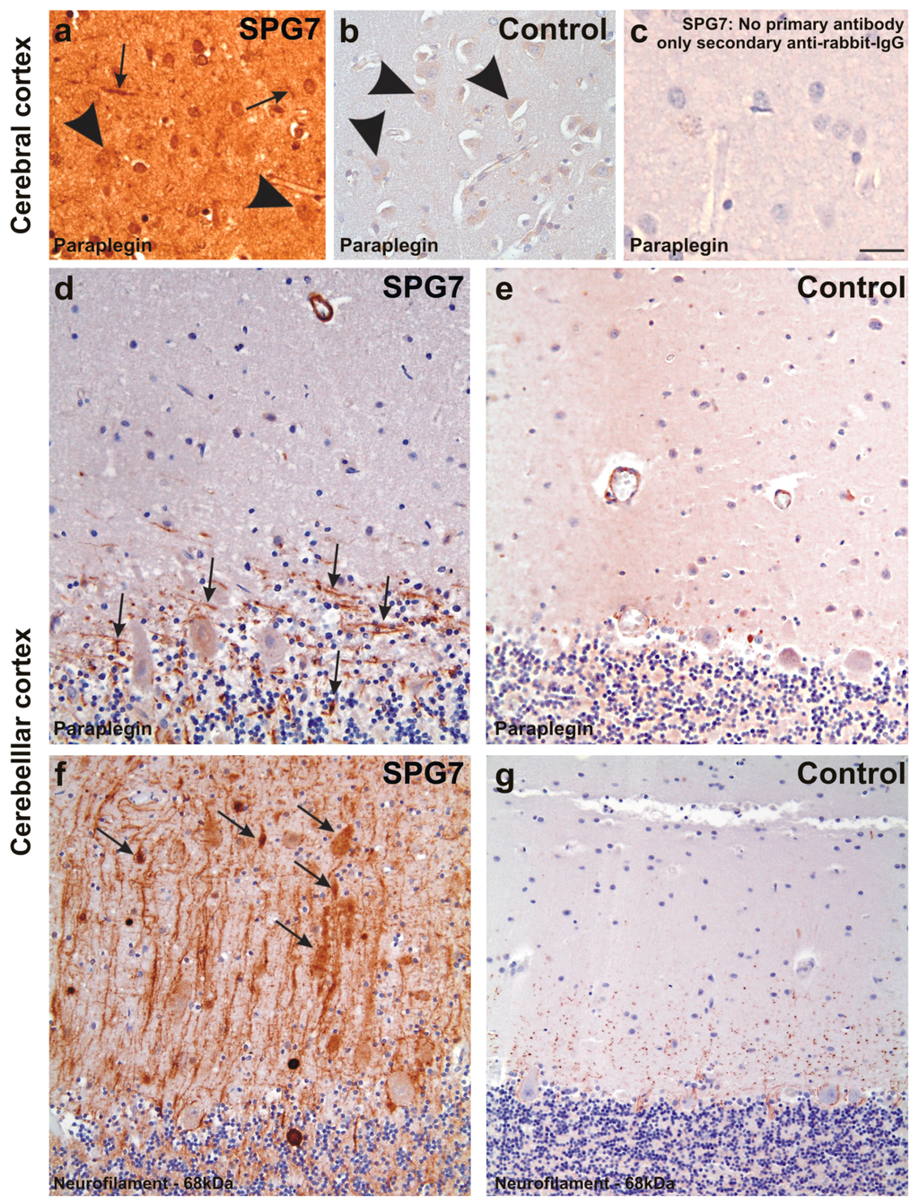 Ijms 16 25050 g004 1024