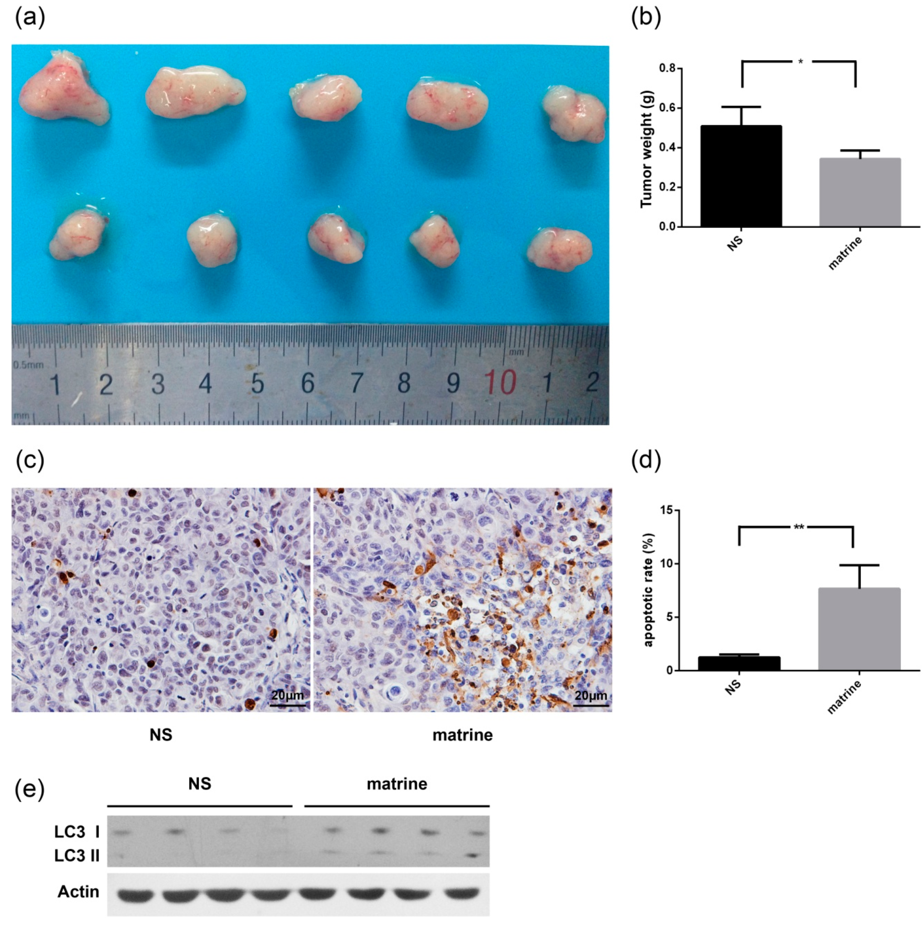 Ijms 16 25744 g006