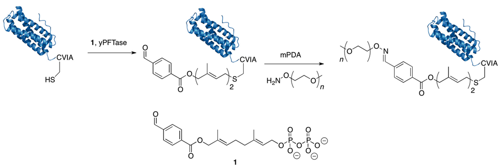 Ijms 16 25831 g006 1024