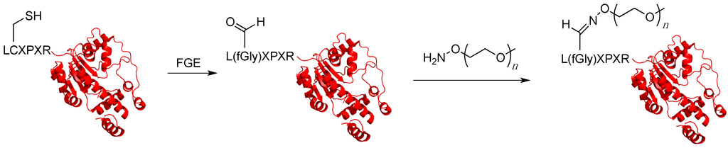 Ijms 16 25831 g009 1024