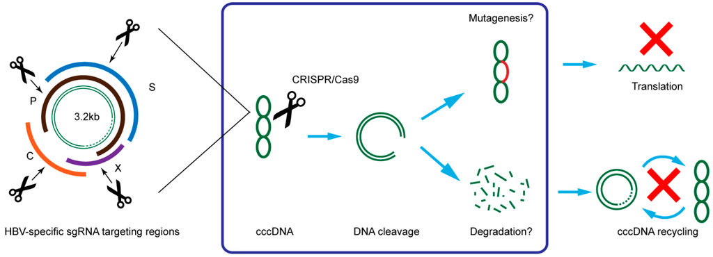 Ijms 16 25950 g003 1024