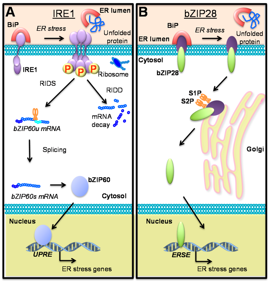 Ijms 16 25964 g001 1024