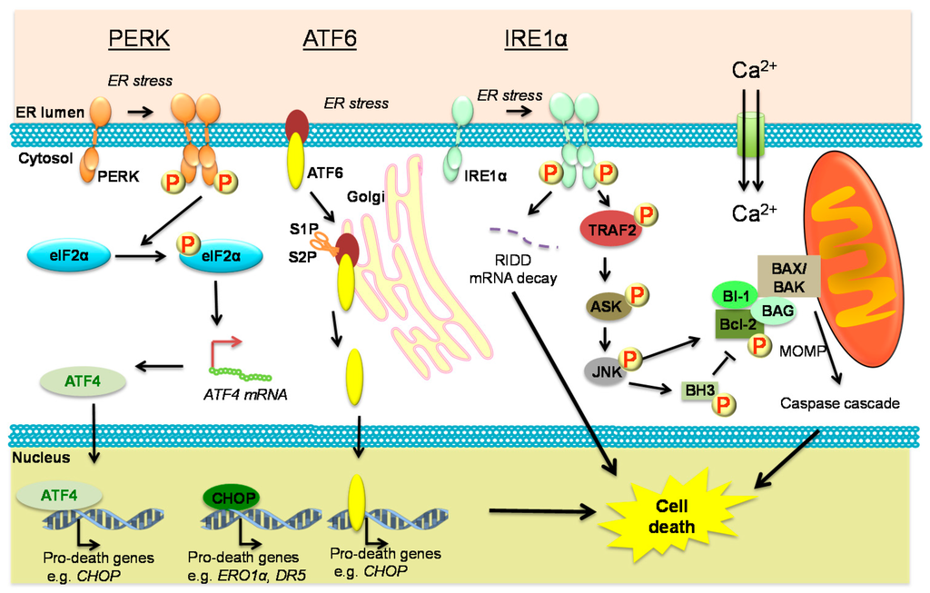 Ijms 16 25964 g003 1024