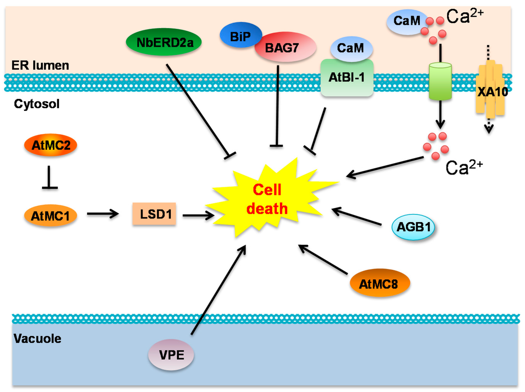 Ijms 16 25964 g004 1024