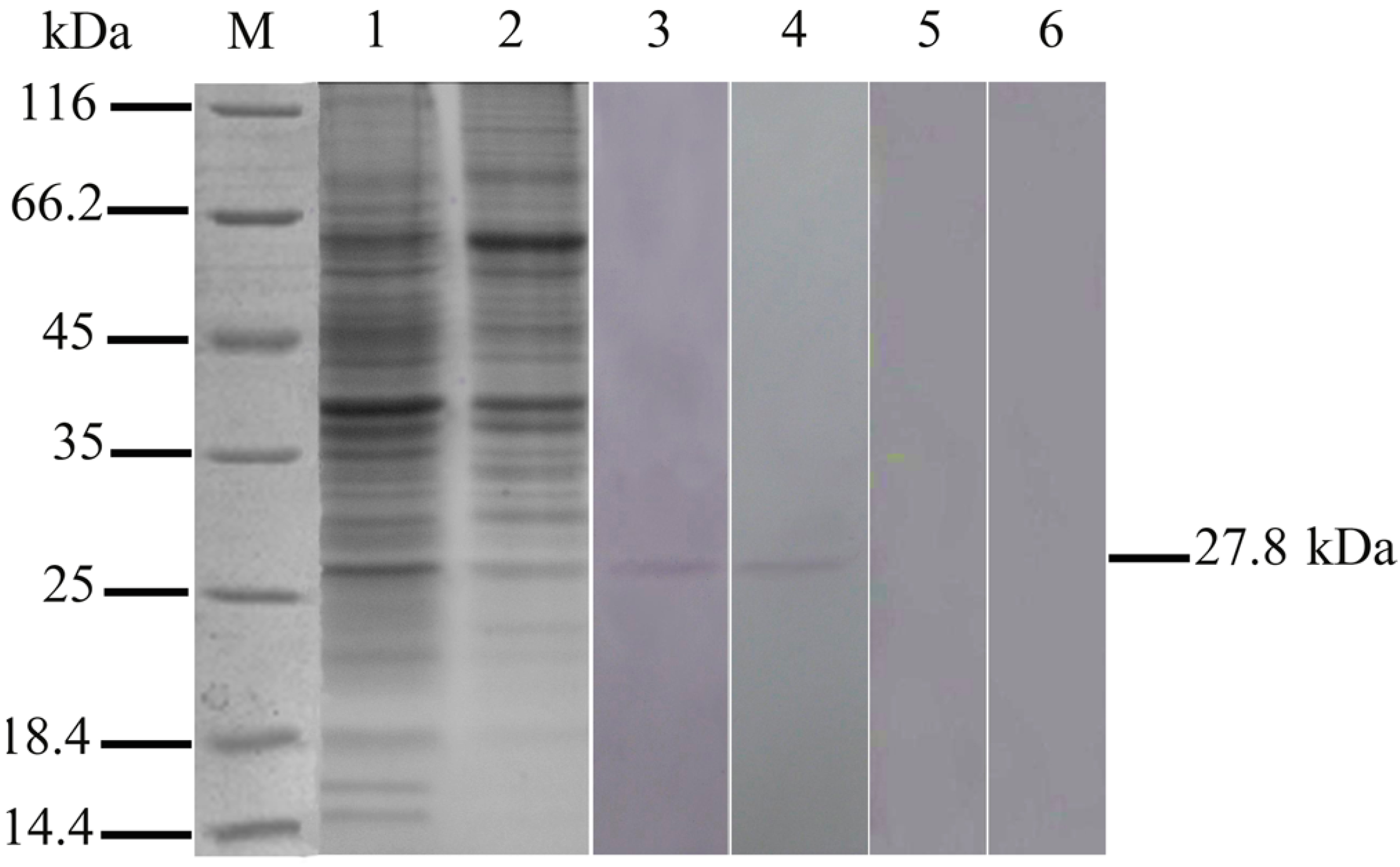 Ijms 16 25974 g001