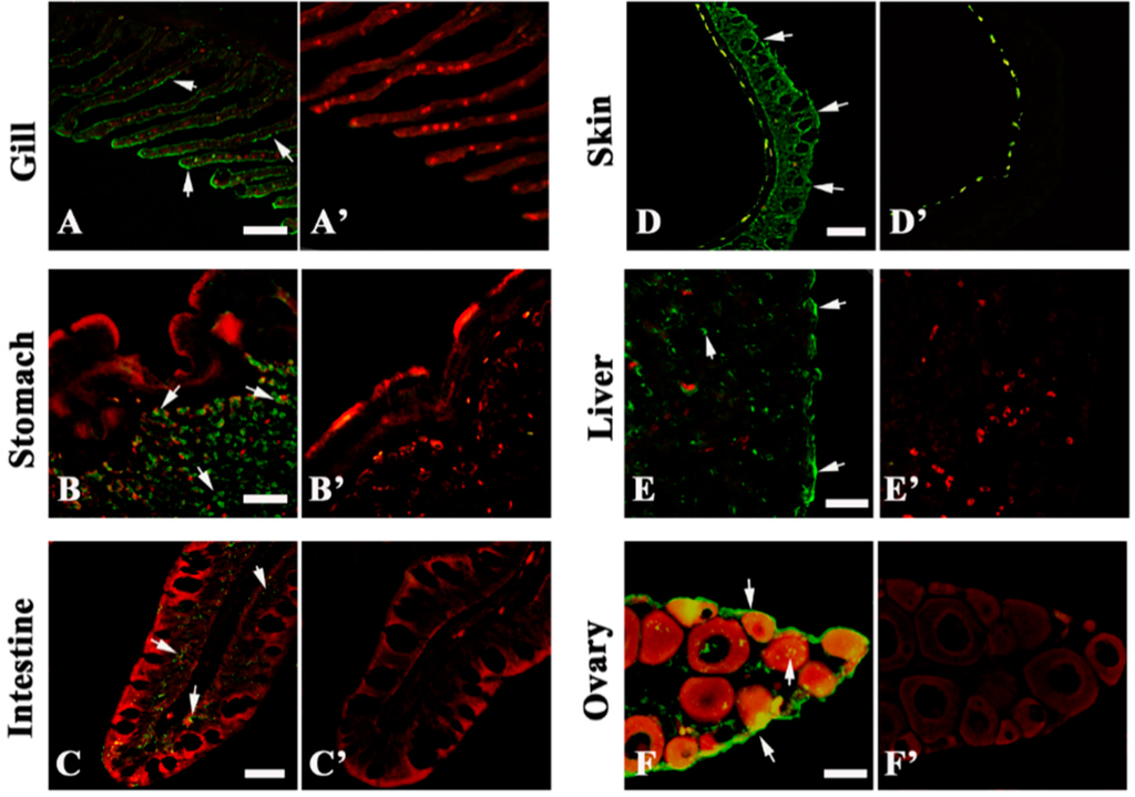 Ijms 16 25974 g002 1024