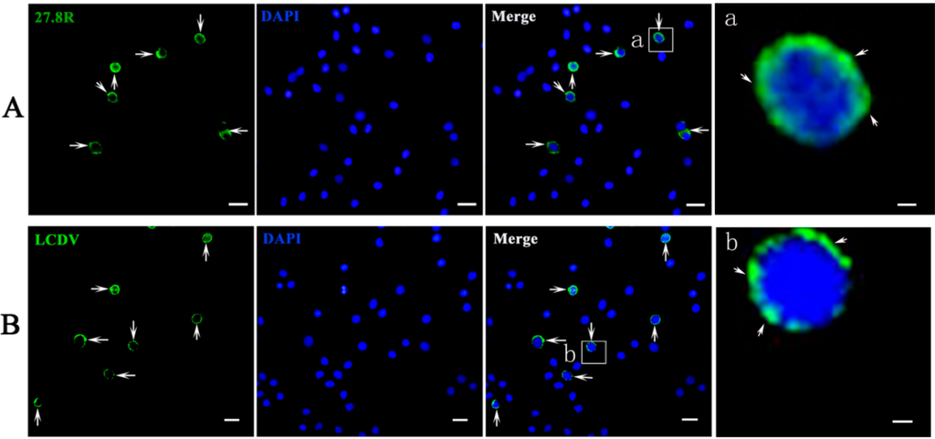 Ijms 16 25974 g008 1024