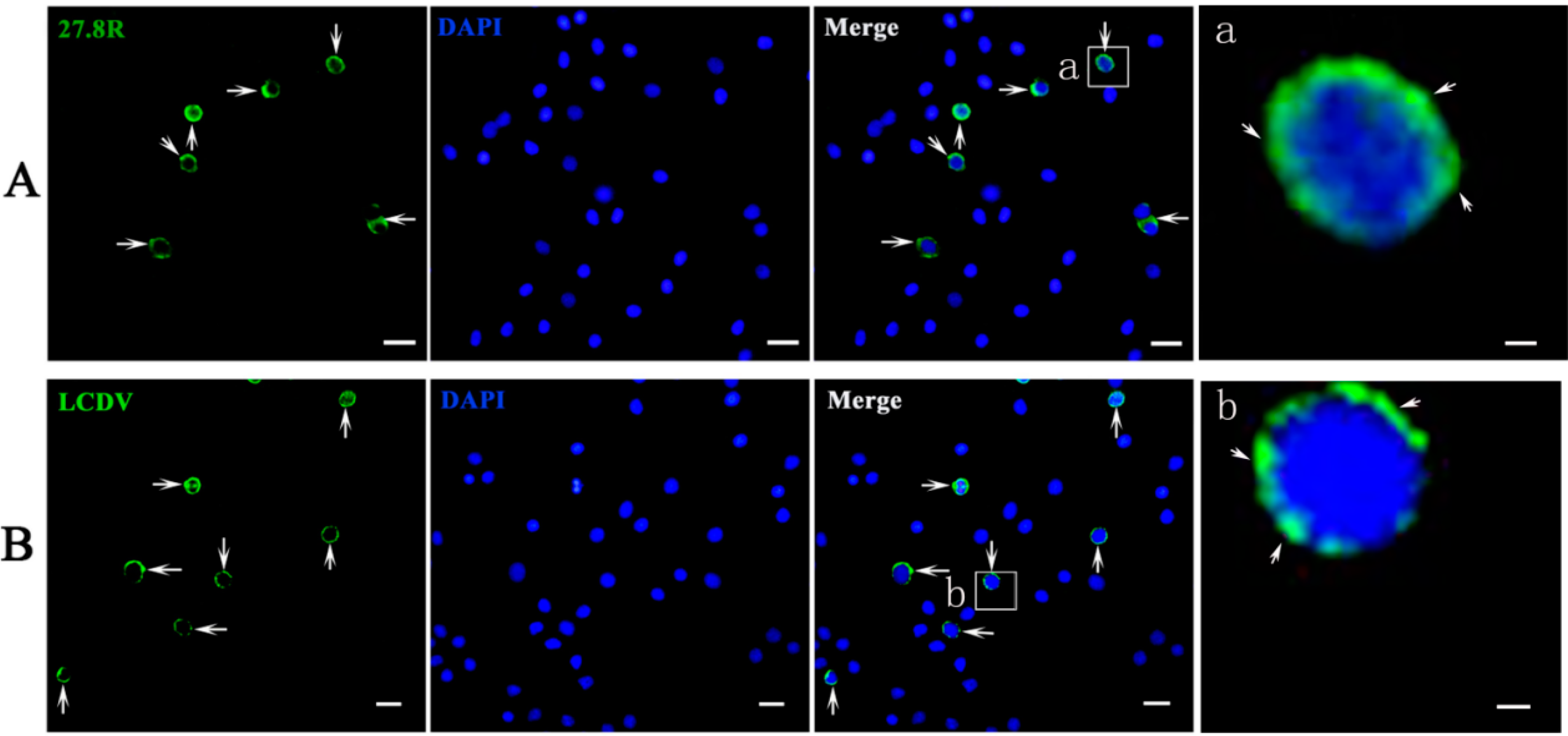 Ijms 16 25974 g008