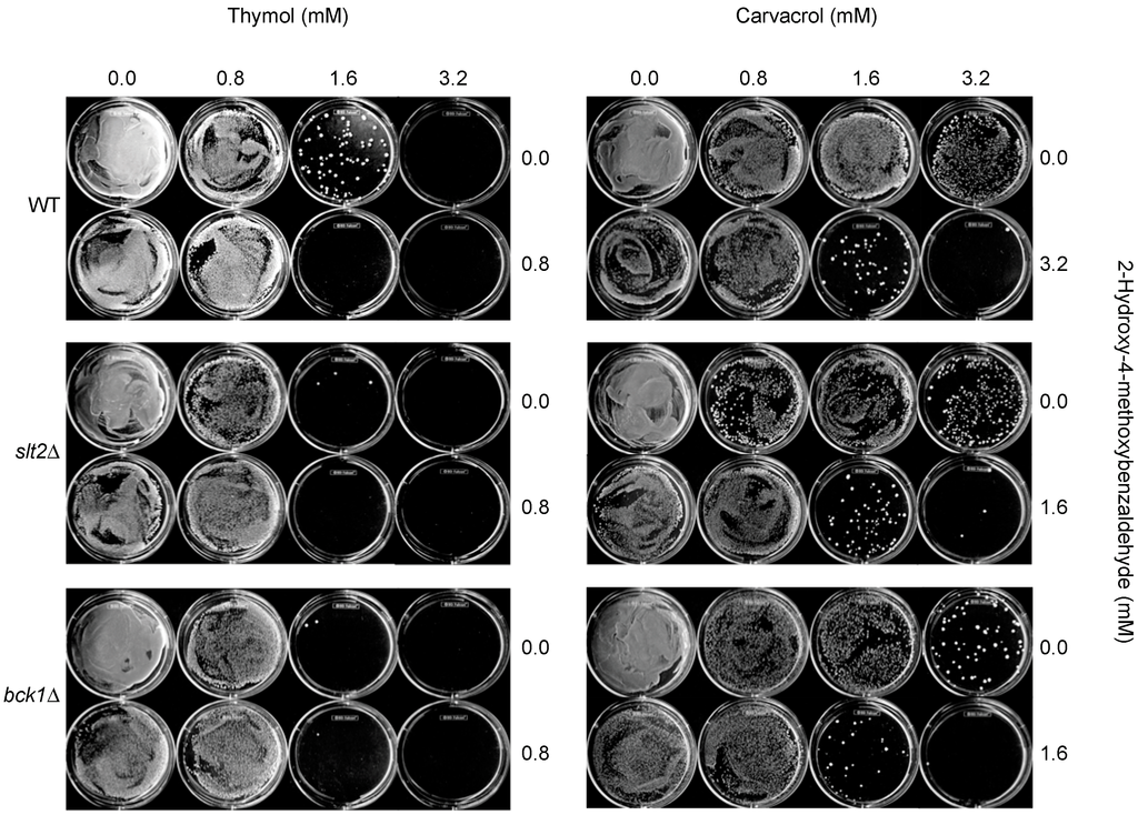 Ijms 16 25988 g004 1024
