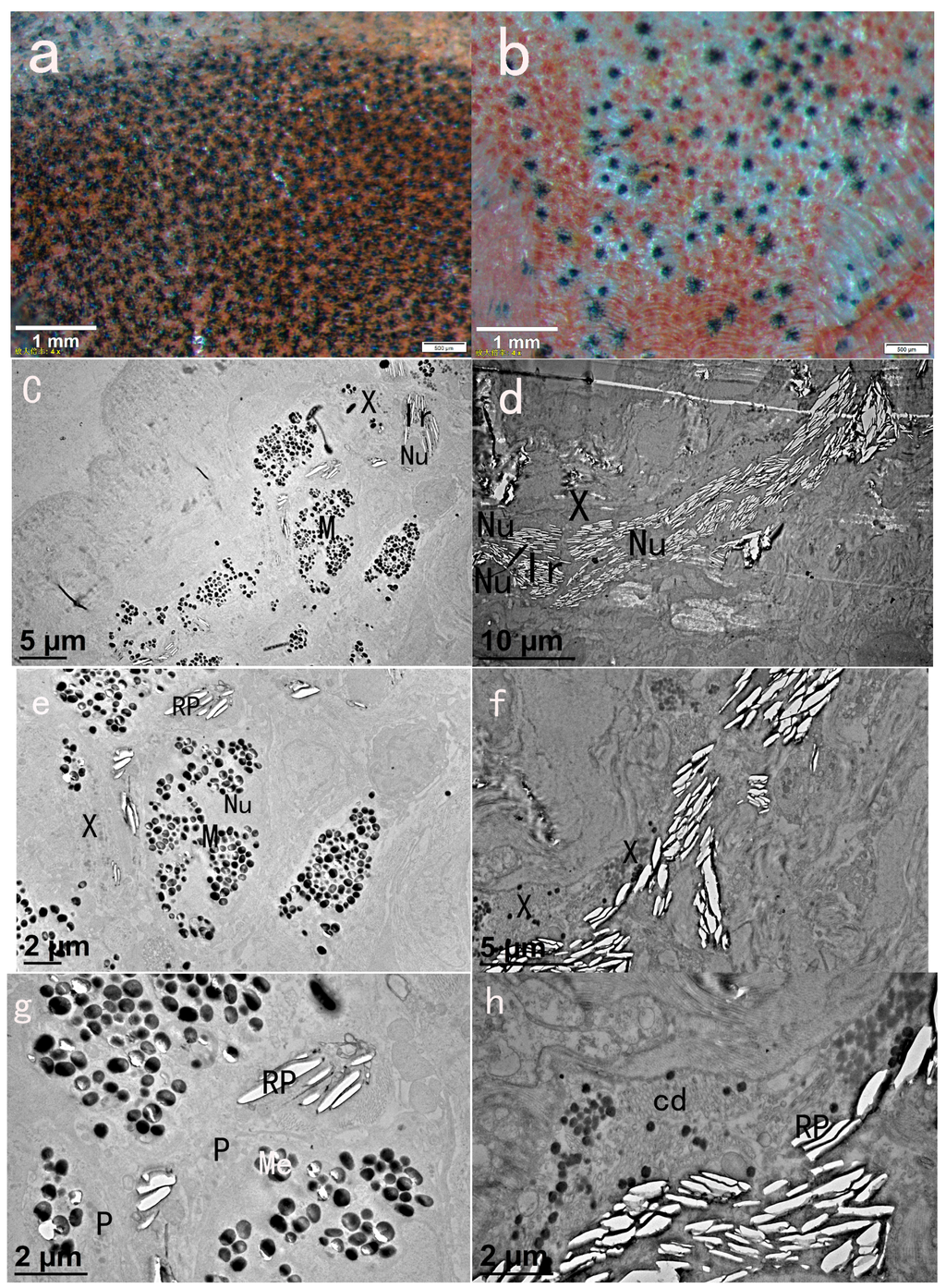 Ijms 16 26005 g001 1024