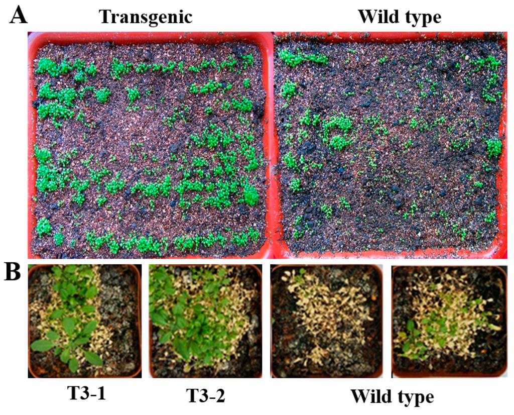 Ijms 16 26006 g007 1024