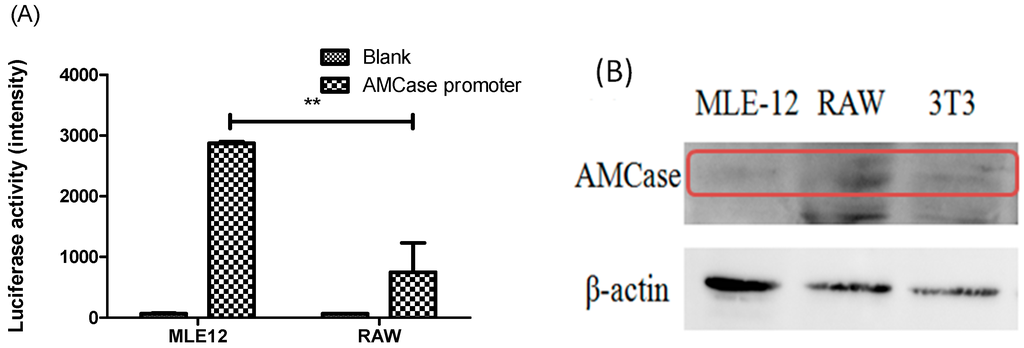 Ijms 16 26033 g002 1024