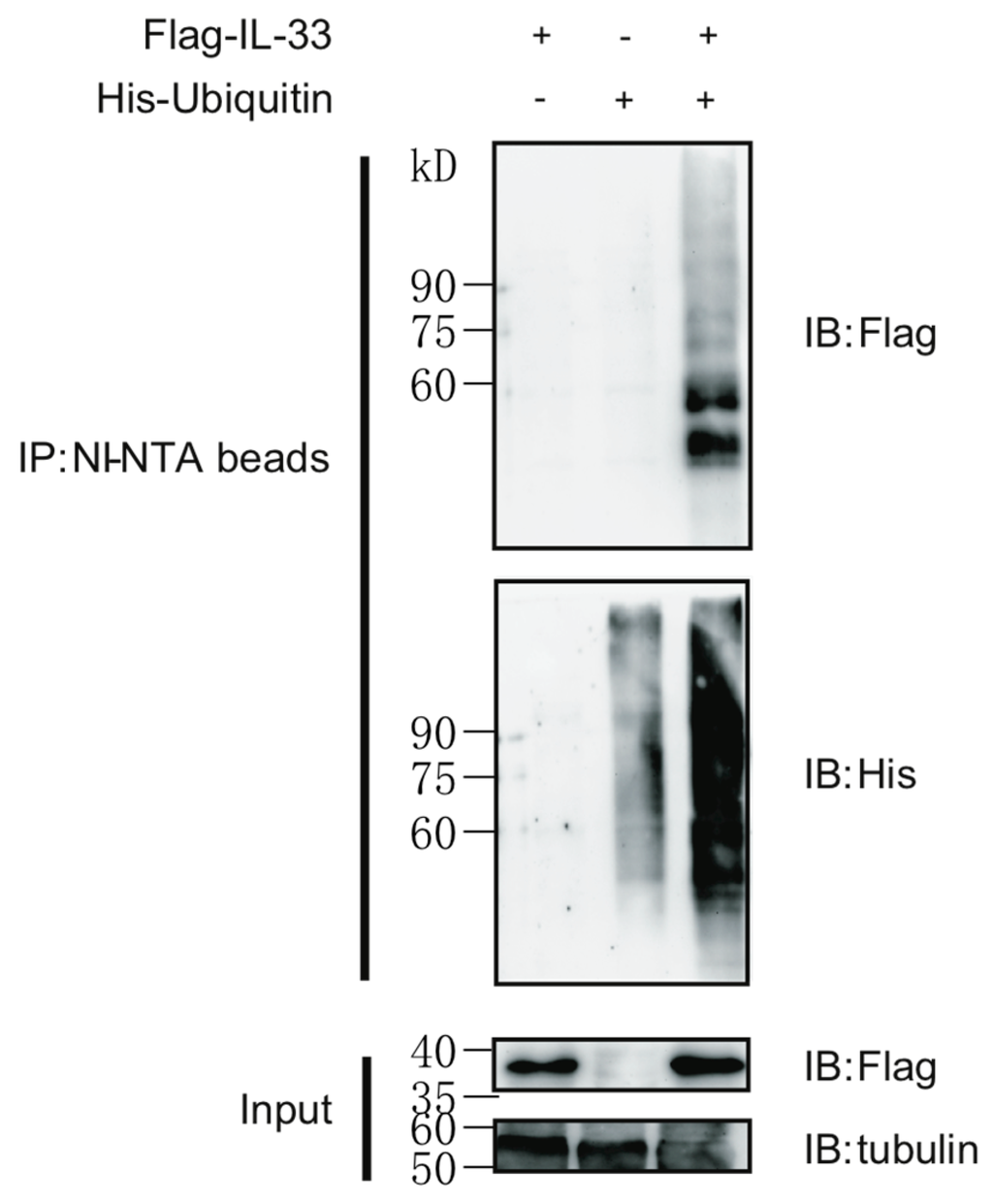 Ijms 16 26063 g001 1024