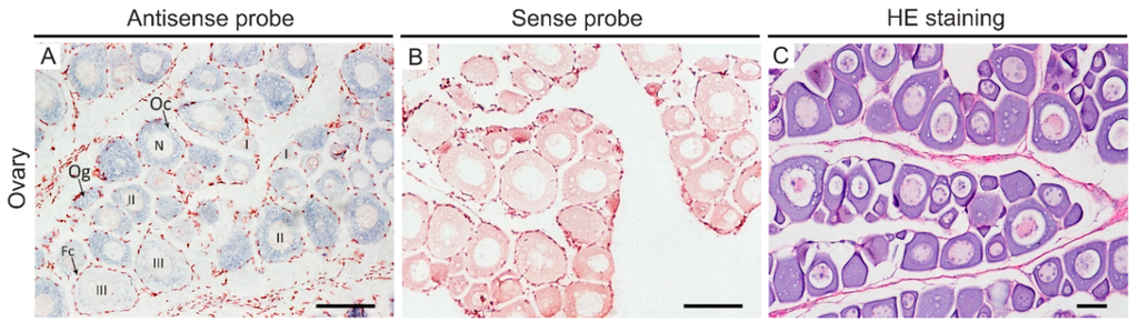 Ijms 16 26079 g006 1024