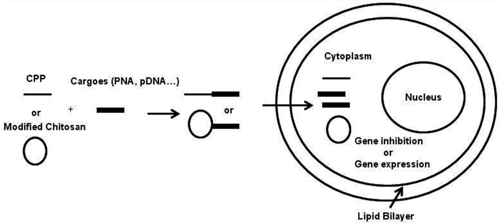Ijms 16 26094 g001 1024