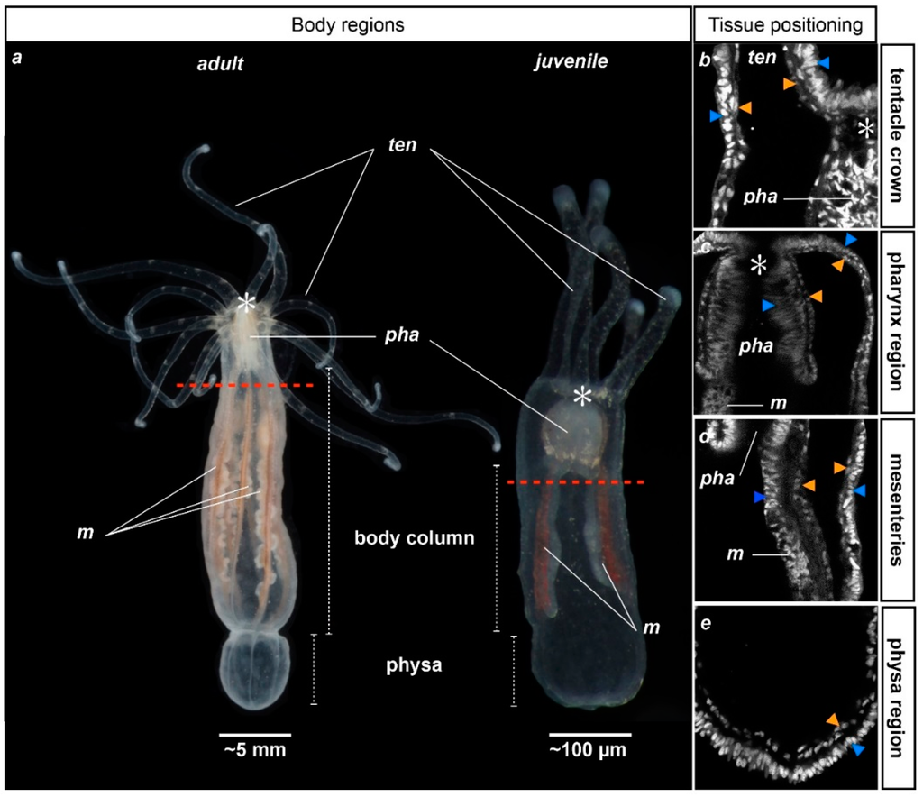 Ijms 16 26100 g001 1024