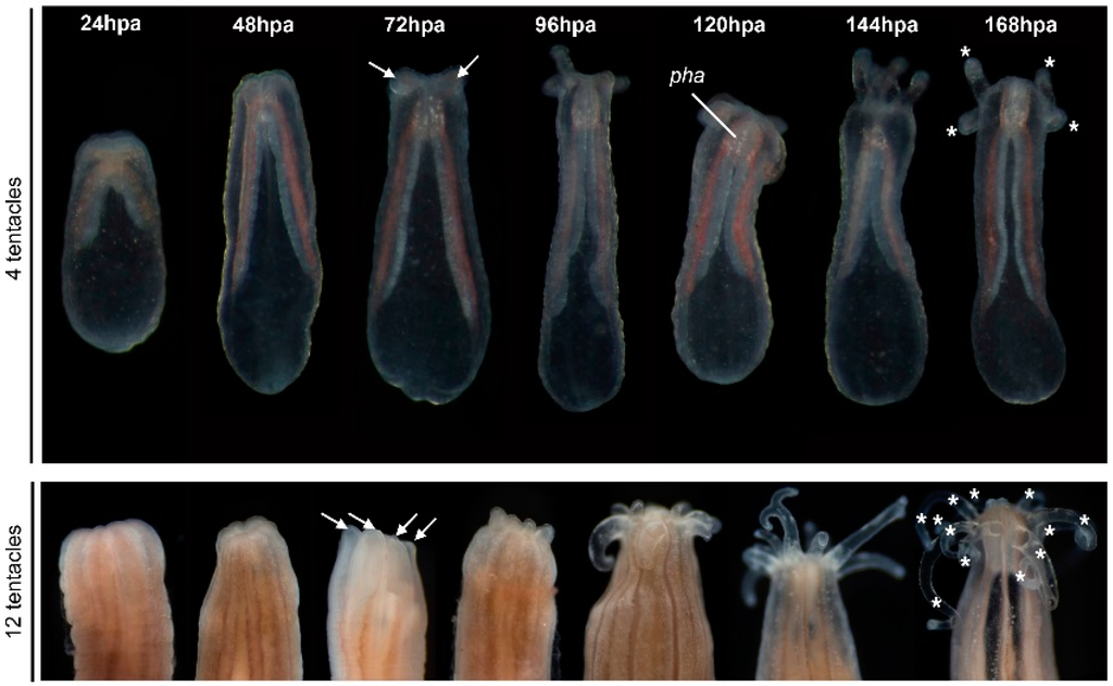 Ijms 16 26100 g002 1024