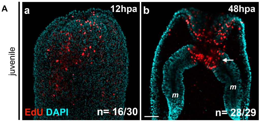 Ijms 16 26100 g003a 1024