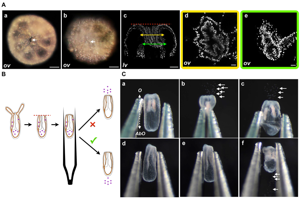 Ijms 16 26100 g004 1024