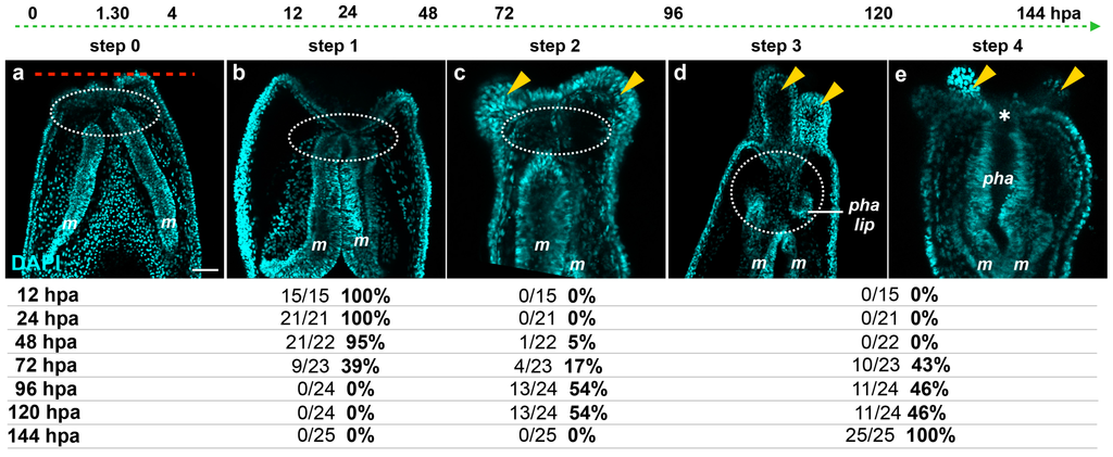 Ijms 16 26100 g006 1024