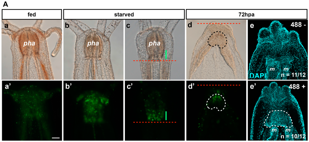 Ijms 16 26100 g007a 1024