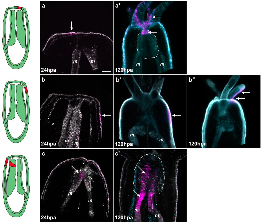Ijms 16 26100 g008 1024