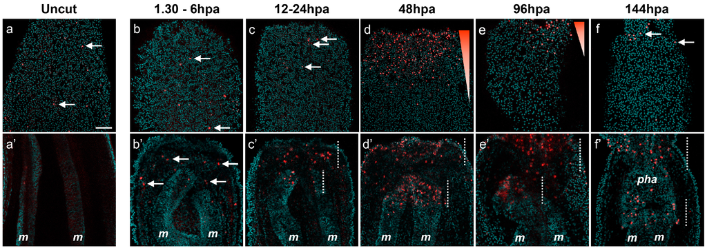 Ijms 16 26100 g009 1024