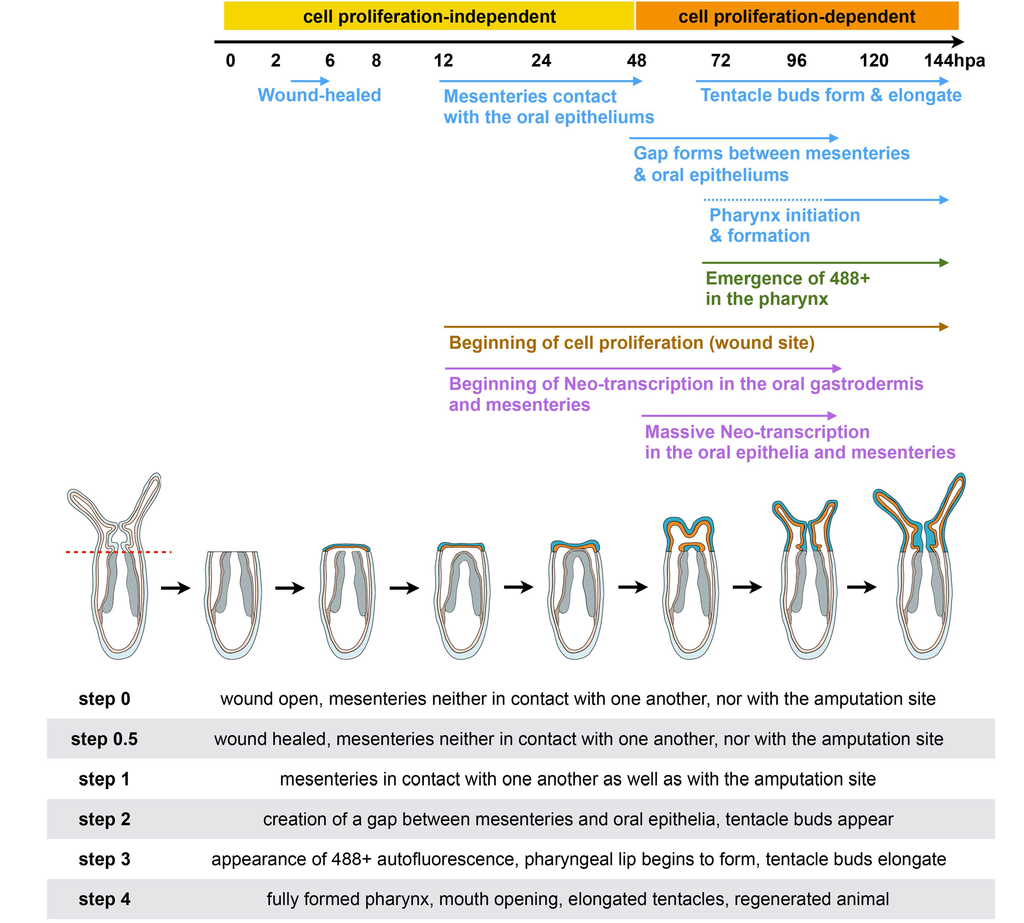 Ijms 16 26100 g012 1024
