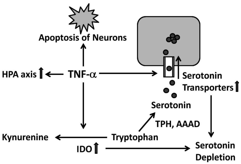 Ijms 16 26136 g005 1024