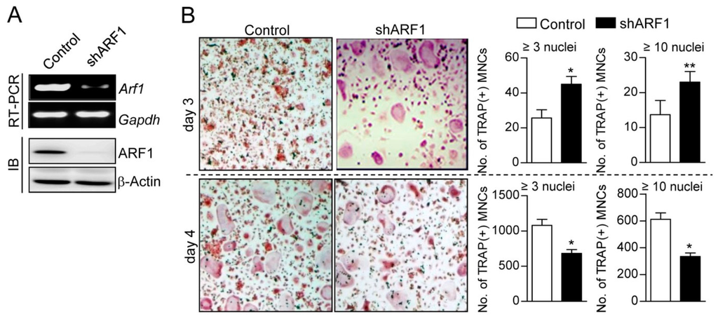 Ijms 16 26168 g002 1024