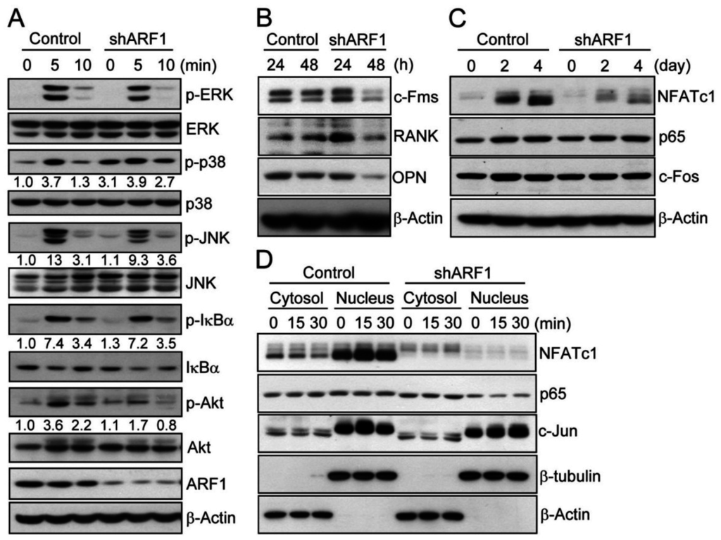 Ijms 16 26168 g004 1024