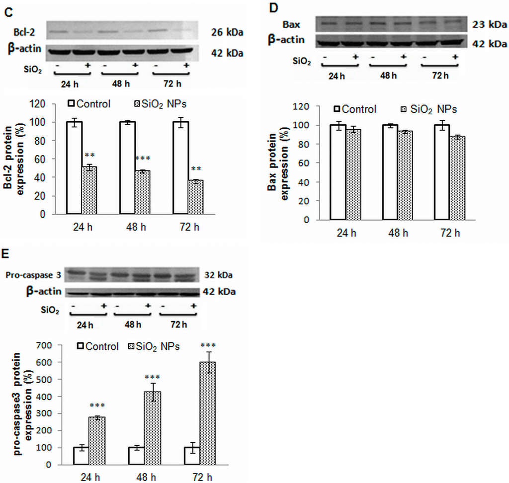 Ijms 16 26171 g007b 1024