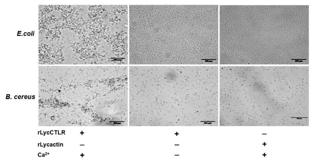 Ijms 16 26175 g006 1024