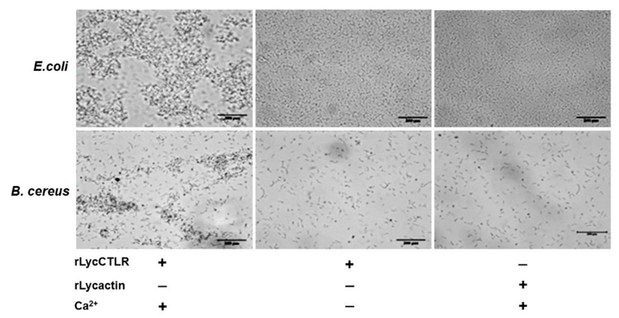 Ijms 16 26175 g006
