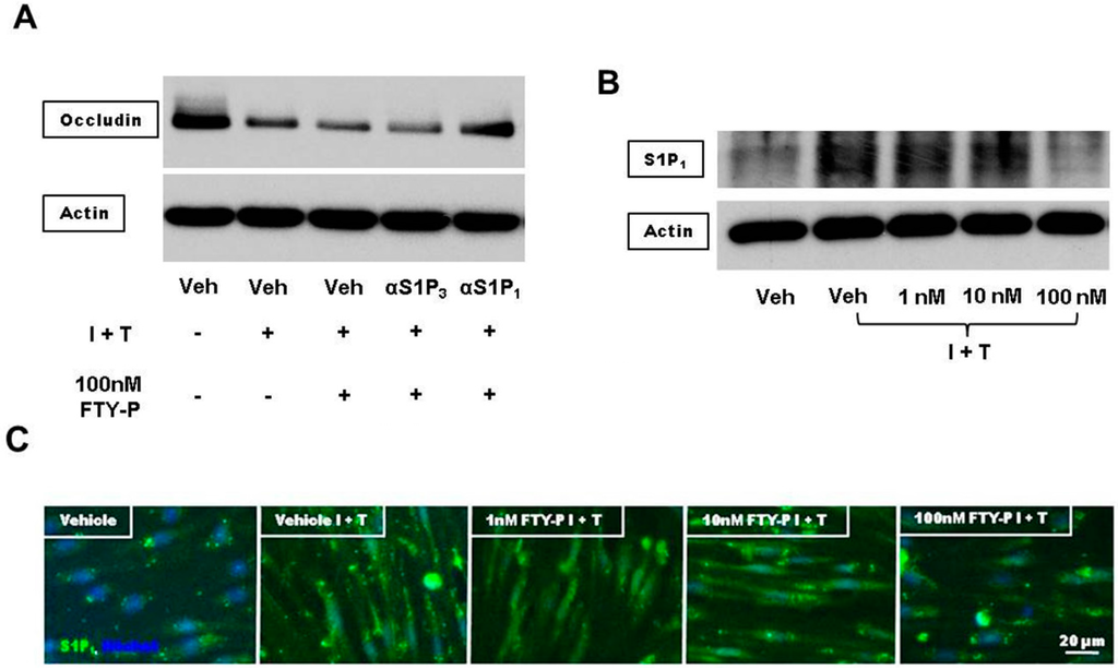 Ijms 16 26177 g006 1024