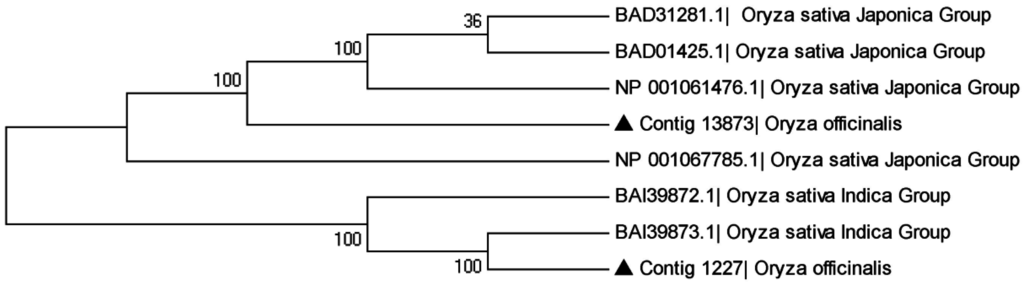 Ijms 16 26178 g006 1024