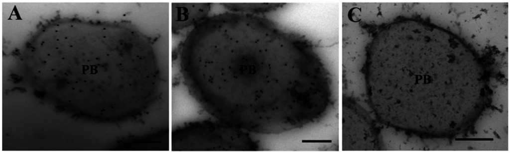 Ijms 16 26199 g004 1024