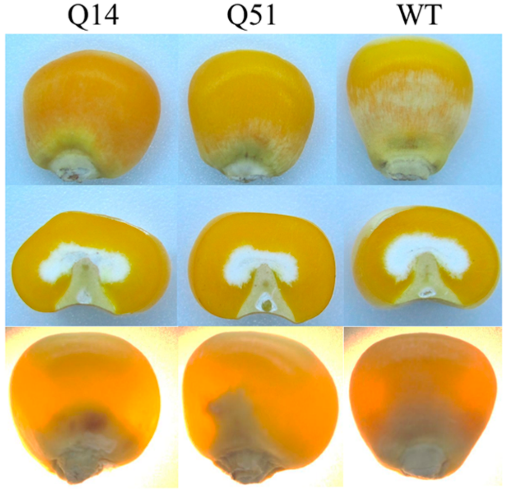 Ijms 16 26199 g007 1024