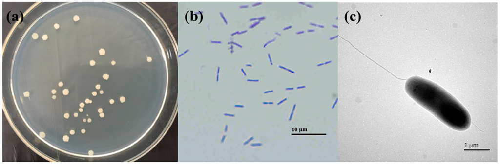 Ijms 16 26200 g001 1024