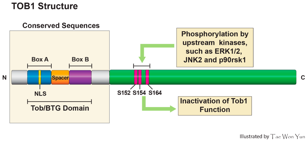 Ijms 16 26203 g001 1024
