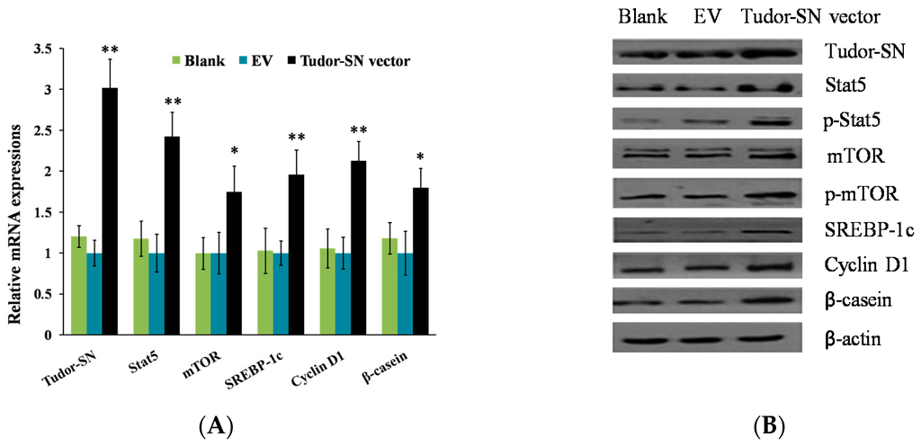 Ijms 16 26212 g001a 1024