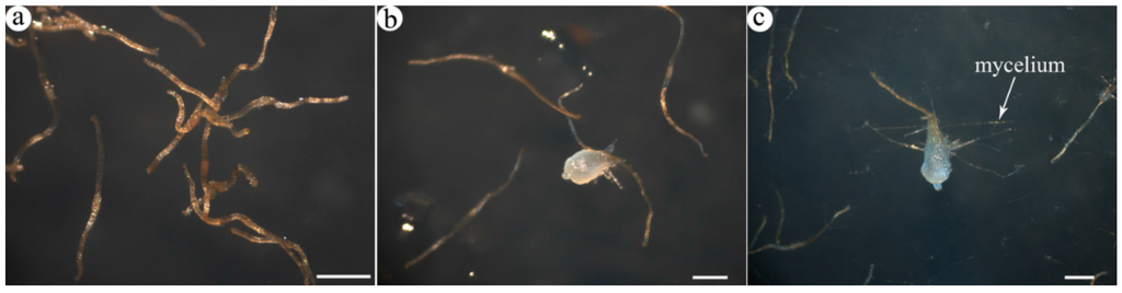 Ijms 16 26224 g001 1024