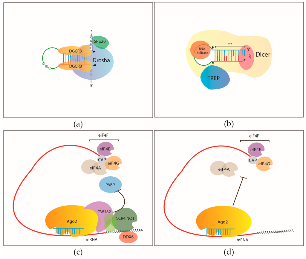 Ijms 17 00031 g001 1024