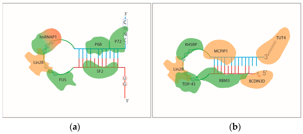 Ijms 17 00031 g002a 1024