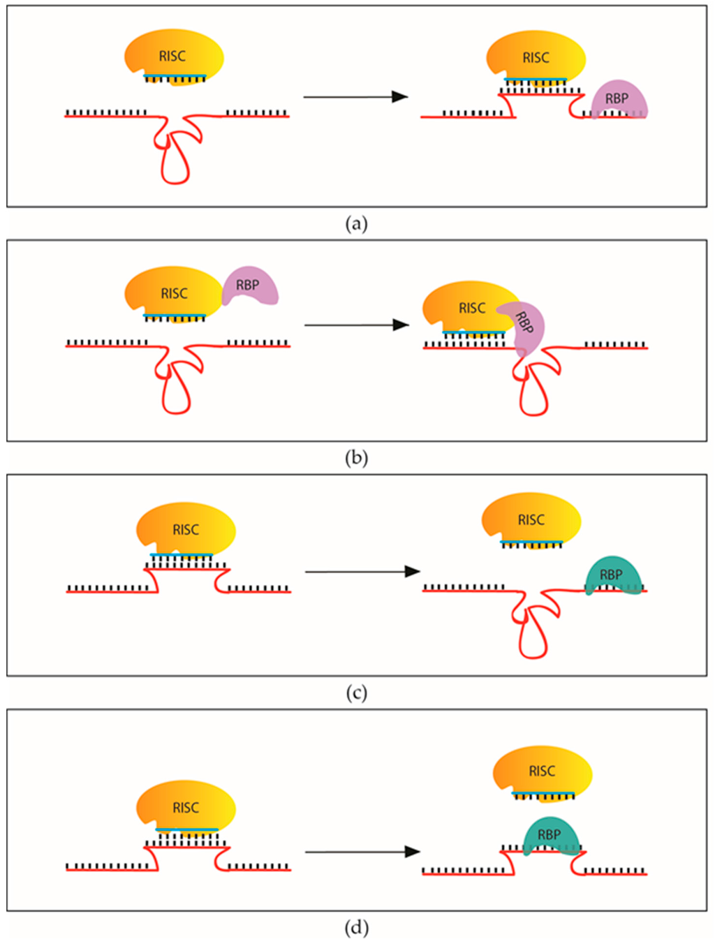 Ijms 17 00031 g003 1024