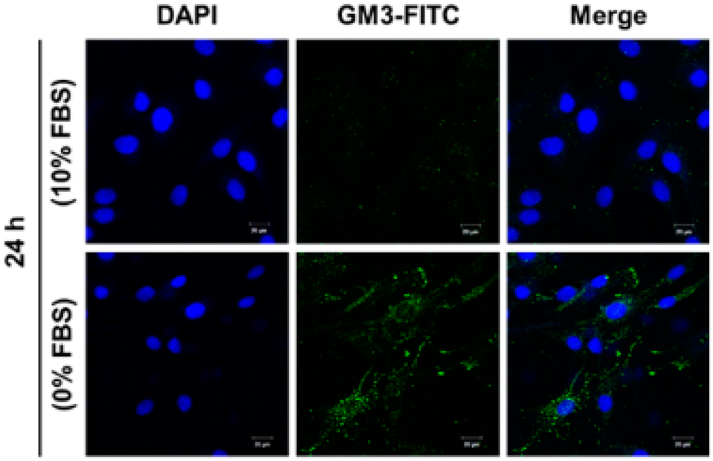 Ijms 17 00035 g005 1024