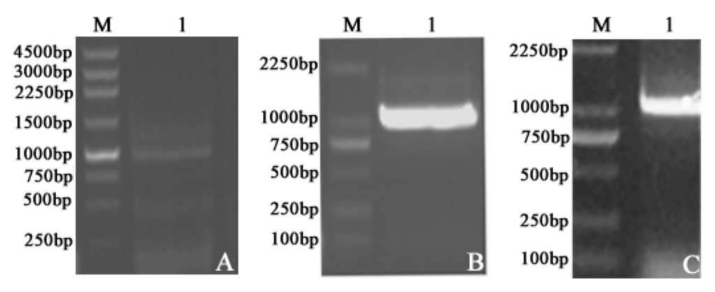 Ijms 17 00039 g001 1024