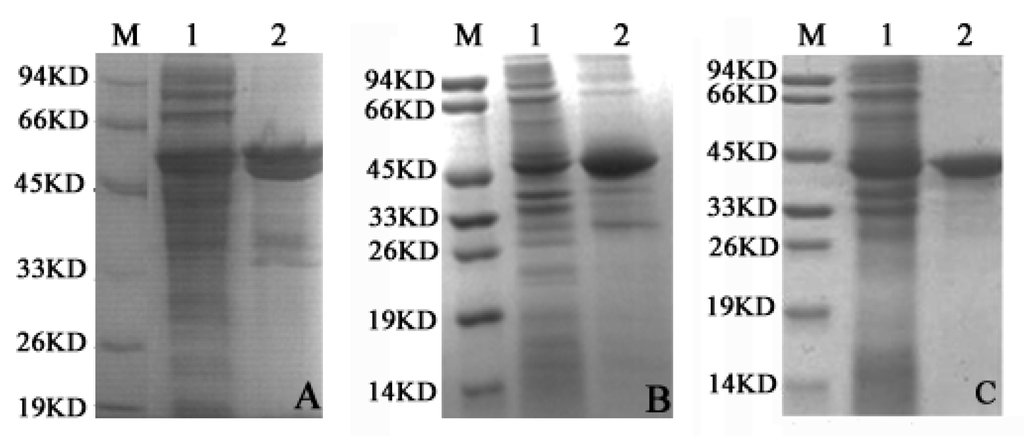 Ijms 17 00039 g002 1024